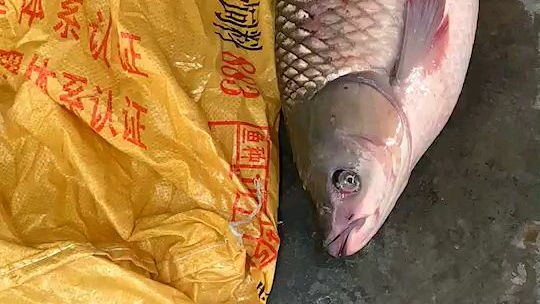 16斤重的大鱼~脆肉皖,你见过吗?